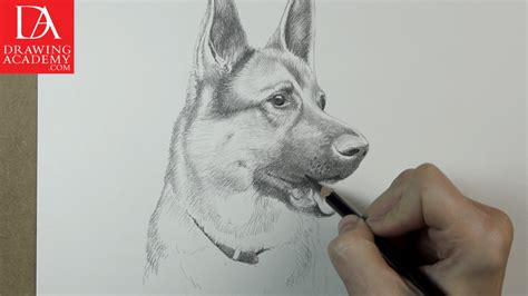 draw dogs video lesson  drawing academy drawing academy
