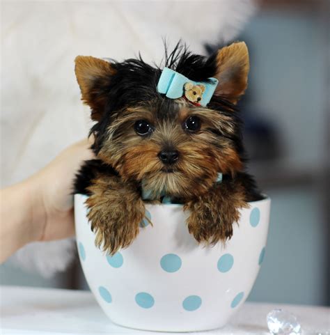 teacup yorkies bring  perfect baby home today call