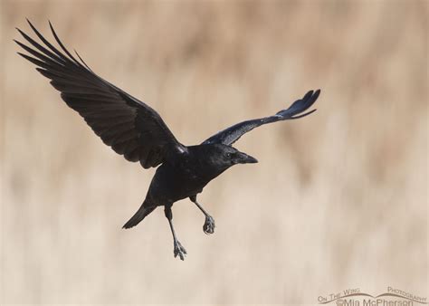 American Crow In Flight At Farmington Bay Wma Mia Mcpherson S On The