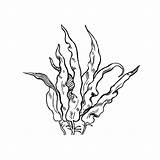 Seaweed Plant Drawing Plants Flowers Getdrawings sketch template