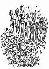Bed Flower Coloring Pages Flowerbed sketch template