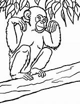 Chimpanzee Template Cartoon Coloringsun sketch template