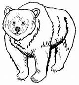 Urso Colorir sketch template