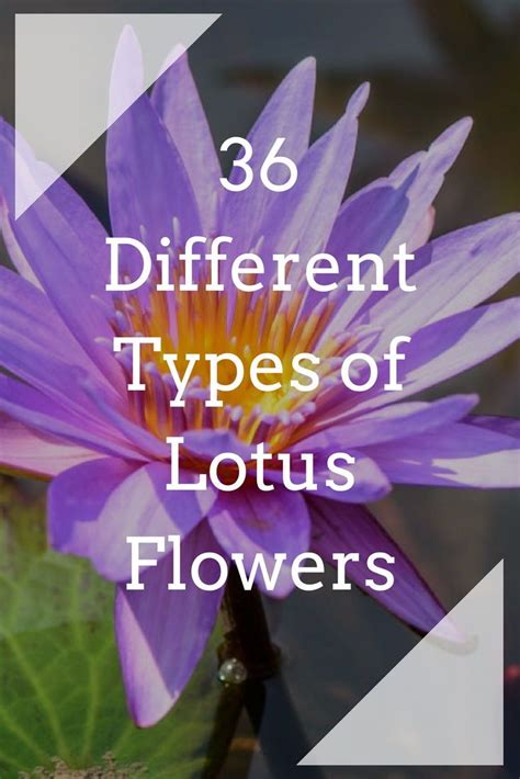 36 Different Types Of Lotus Flowers Flowers Lotus