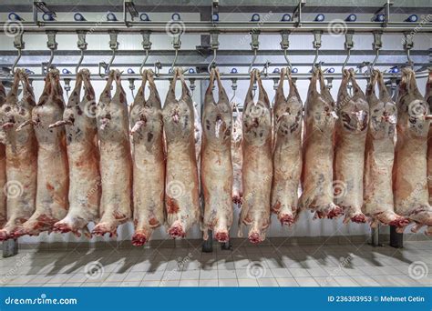 lamb carcasses hanging  hooks  slaughter house  transfer  market  cold room