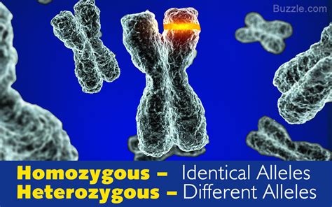 homozygous  heterozygous differences  genetic alleles