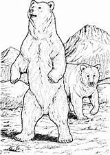 Beruang Mewarna Kertas Mewarnai Halaman Kanak sketch template