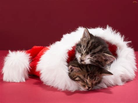weihnachten kittens katzen hintergrund  fanpop