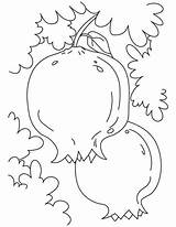 Guava Fruits Seasonal Pair Coloring sketch template