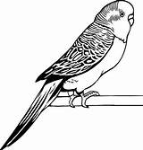 Coloring Pages Parakeet Budgie Drawing Drawings Awesome Bird Kids Color Outline Parrot Print Simple Animal Easy Choose Board Comments Coloringsun sketch template