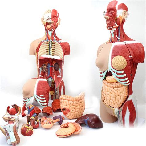 torso anatomical assembly model  human organs model toy torso