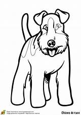 Terrier Dessin Coloriage Imprimer Tintin Milou Mignon Tete Colorier Compagnie Magique Dedans Trop Hugolescargot Chiens Greatestcoloringbook Terriers sketch template