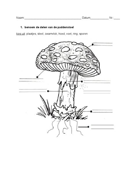 werkblaadje delen van de paddenstoel les