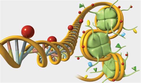 Gene Regulation Illustrated Scientific American Blog Network