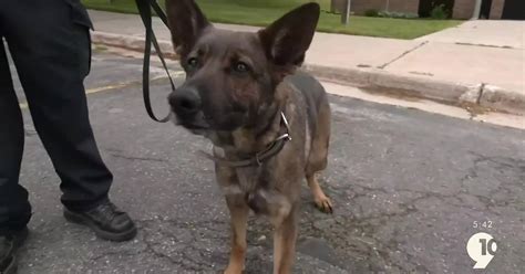 Cadillac Police K9 Gets Body Armor Thanks To Donation – 9and10 News