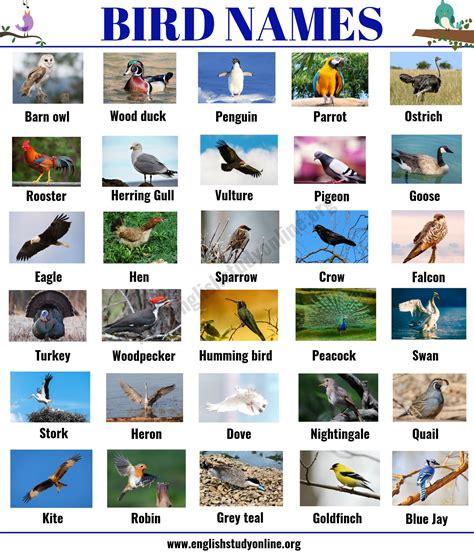 bird names list   popular types  birds  esl picture