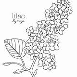 Syringa Lilac sketch template