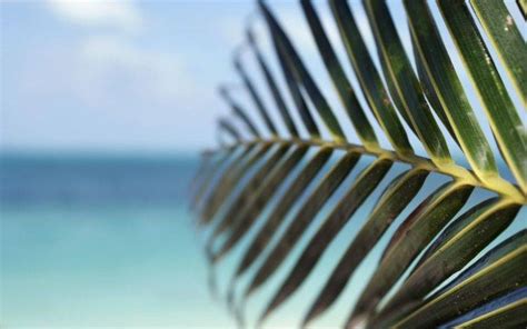 palm trees leaves blurred depth  field green sea