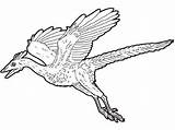 Archaeopteryx Dinosaure Dinosaurios Coloriage Colorir Velociraptor Arqueopterix Volador Dinossauros Imprimer Dibujo Flying Momes Tresor Fargelegg Dinosaurs Volant Drager Tegneark Gratis sketch template