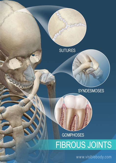 joints  ligaments learn skeleton anatomy