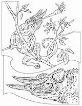 Chameleon Crocodile Camaleonte Maestra Insegnante Coloring2000 Geographic Coloriages Pyrography Menja Dacolorare sketch template
