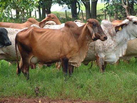 Gyr Cow In Minas Gerais Brazil Genus Bos Species Taurus… Flickr