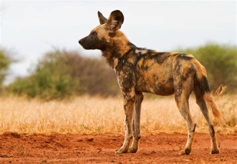 sanctuary makanyane safari lodge updated  reviews madikwe game reserve south africa