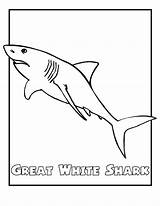 Coloring Pages Printable Shark Great Endangered Animals Kids Animal Color Ocean Sharks Print Printables Tiger Drawing Easy Sheet Sheets Cartoon sketch template