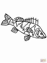 Coloring Perch Walleye Fish Getcolorings Printable Supercoloring Jax Pike Template sketch template