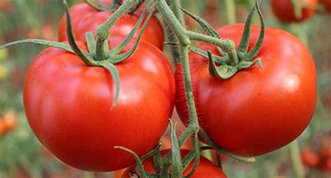 rueyada bueyuek domates toplamak ruyandagorcom