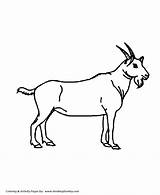 Goat Coloring Pages Kids Wild Cliparts Animal Printables Big Children Animals Outline Ram Honkingdonkey Gif Colouring Library Clipart Sheet Popular sketch template