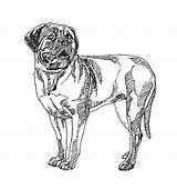 French Mastiff Dogue Bordeaux Vector Illustrations Drawn Hand Stock Illustration Clip sketch template