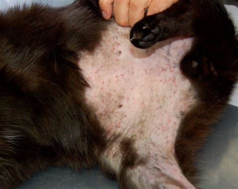 Dealing With Feline Allergic Skin Disease Veterinary Practice