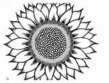 Sunflower Drawing Step Clipart Clip sketch template