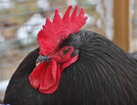 Black Australorp Chickens Chicks For Sale Online