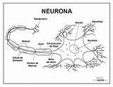 Neurona Partes Neuronas Celula Anatomia Vegetal Sopa Maqueta Celulas Biologia Cuerpo Misa Fisiología Paraimprimir Humana Anatomía sketch template