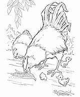 Coloring Pages Wild Animal Realistic Animals Getdrawings Getcolorings sketch template