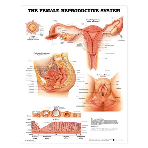 the female reproductive system anatomical chart 20 x 26