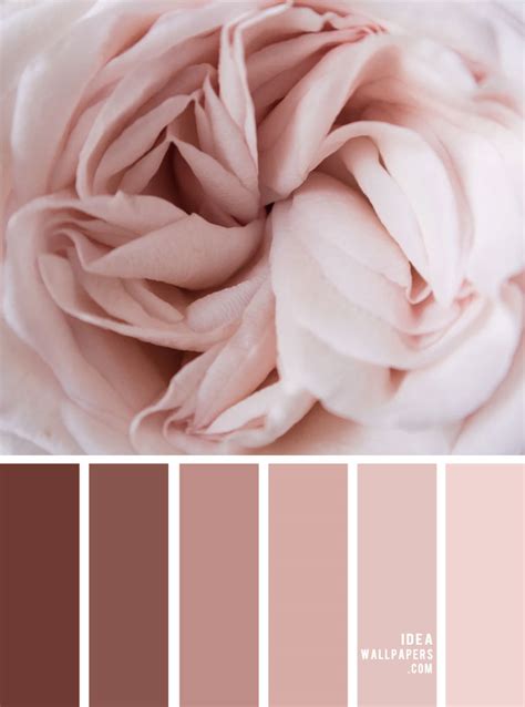 mauve  blush color palette idea wallpapers iphone wallpaperscolor schemes