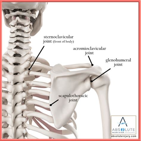shoulder anatomy explained absolute injury  pain physicians