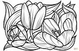 Coloring Tulips Supercoloring sketch template