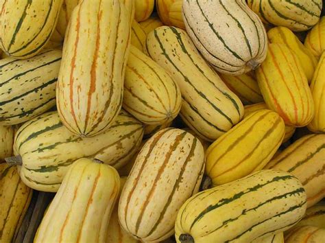 6 Common Types Of Squash And How To Cook Them Fine