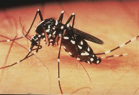 health teller dengue fever