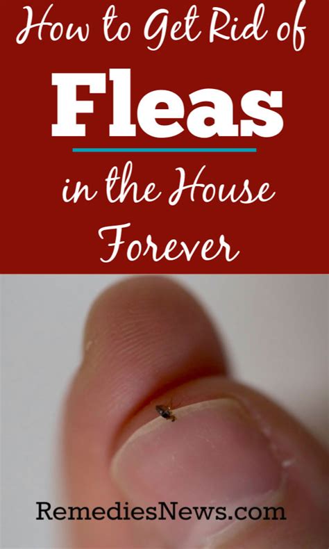 what is the fastest way to get rid of fleas on humans mastery wiki