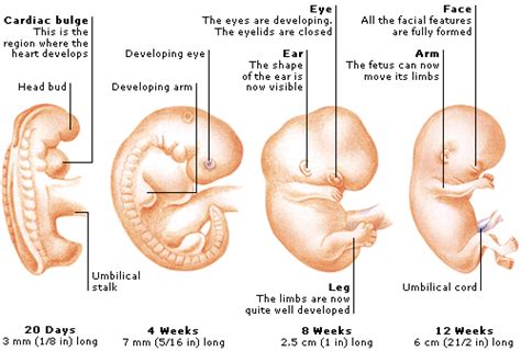 stages  embryo fetus development science