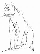 Puma Cougar sketch template