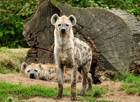 hyena scavenging brings health  economic benefits earthcom