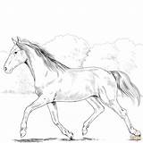 Horse Coloring Realistic Pages Holsteiner Paint Color Printable Horses Supercoloring Print Crayons Markers Crayola Pencils Watercolors Chose Colored sketch template