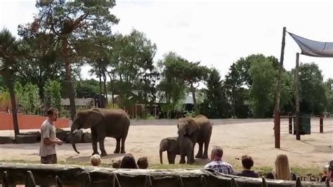 safaripark beekse bergen  afrikaanse olifant voederpresentatie youtube