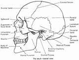 Cranial Flashcards Head Flashcard Anatomical Skeletal Physiology Proprofs Glum sketch template